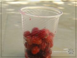 اردوی تفریحی خانوادگی روستای خاوه اردوی تفریحی خانوادگی روستای خاوه